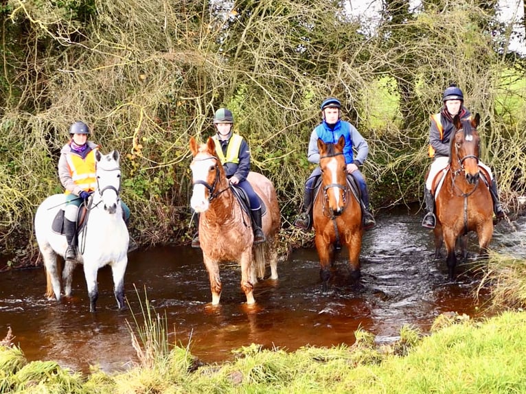 Connemara Castrone 5 Anni 155 cm Grigio in Mountrath
