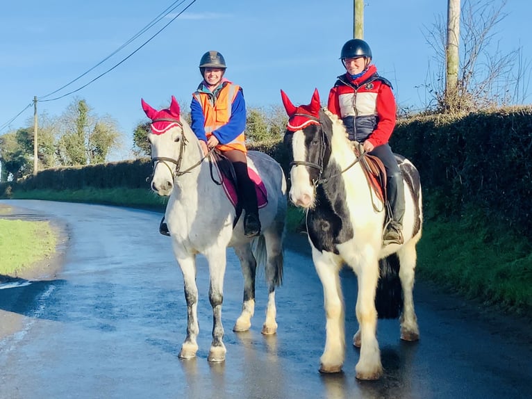 Connemara Castrone 5 Anni 155 cm Grigio in Mountrath