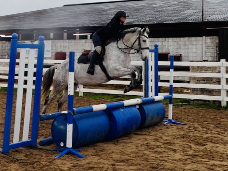 Connemara Castrone 5 Anni 155 cm Grigio in Mountrath