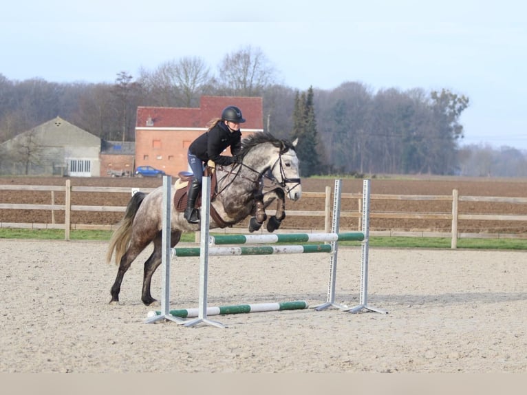 Connemara Castrone 5 Anni 155 cm Leardo in Bogaarden