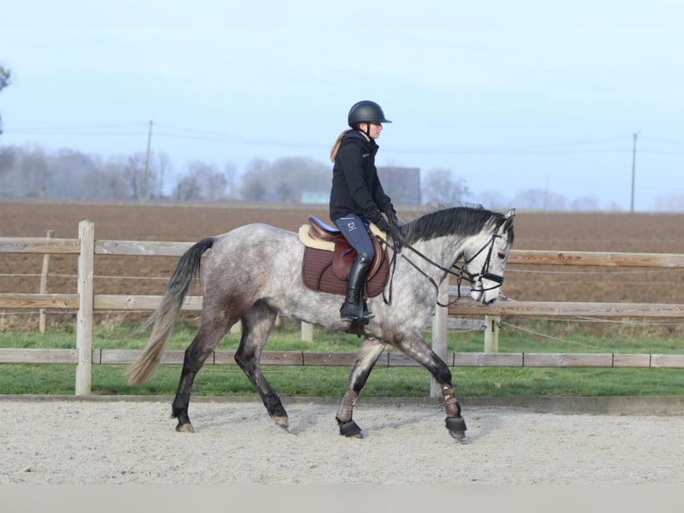 Connemara Castrone 5 Anni 155 cm Leardo in Bogaarden