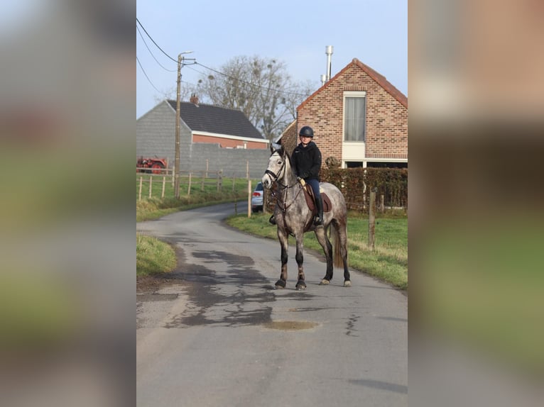 Connemara Castrone 5 Anni 155 cm Leardo in Bogaarden