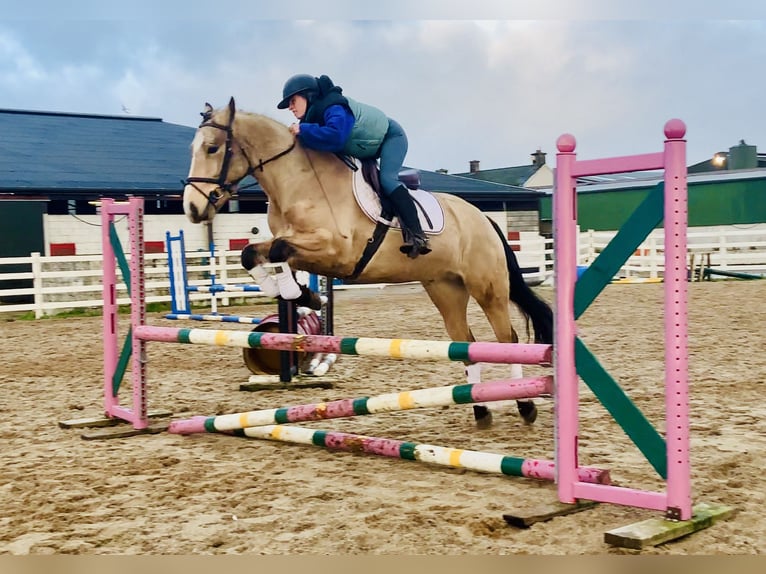 Connemara Castrone 5 Anni 156 cm Falbo in Mountrath