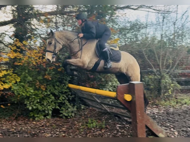 Connemara Castrone 5 Anni 156 cm Falbo in Mountrath