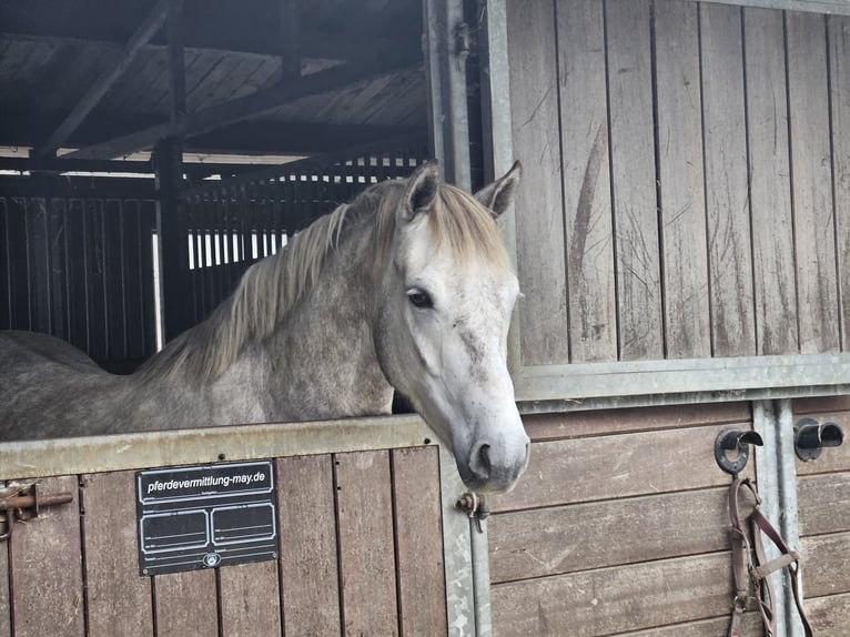 Connemara Castrone 5 Anni 156 cm Grigio pezzato in Wachtendonk