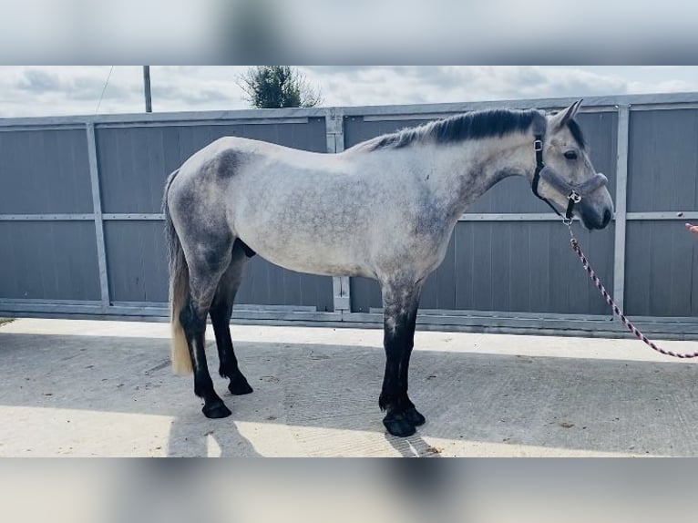 Connemara Castrone 5 Anni 158 cm Grigio in Sligo