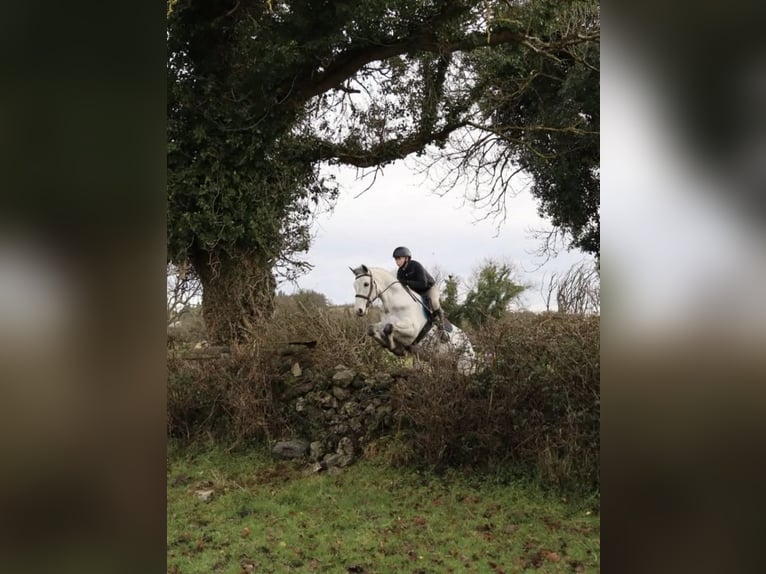 Connemara Castrone 5 Anni 158 cm Grigio in Sligo