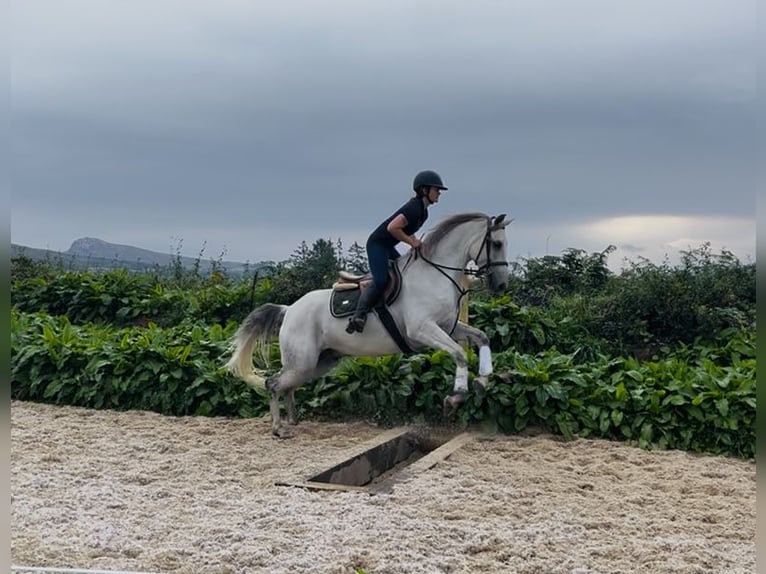 Connemara Castrone 5 Anni 158 cm Grigio in Sligo