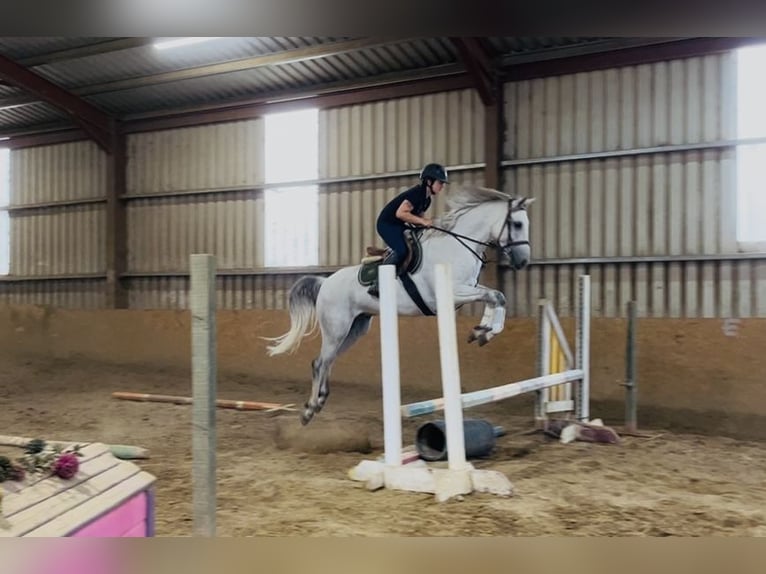 Connemara Castrone 5 Anni 158 cm Grigio in Sligo