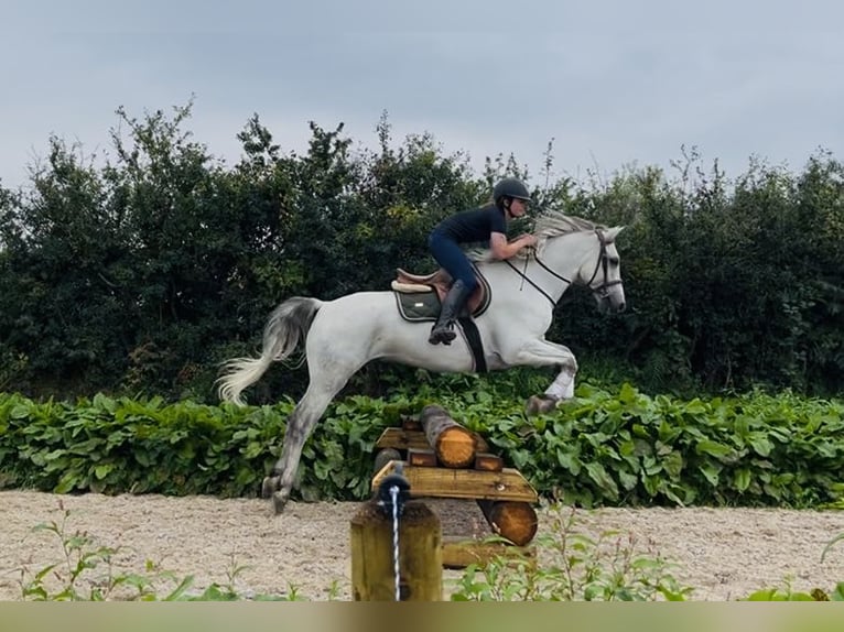 Connemara Castrone 5 Anni 158 cm Grigio in Sligo