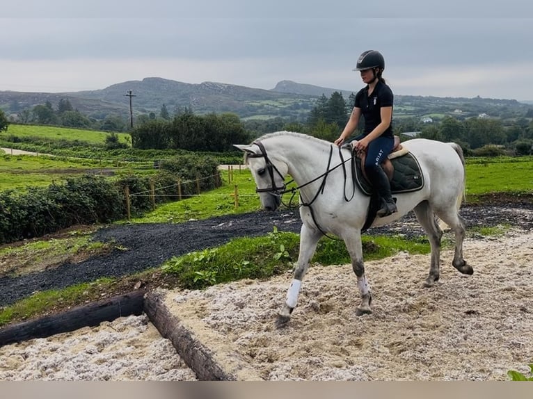Connemara Castrone 5 Anni 158 cm Grigio in Sligo