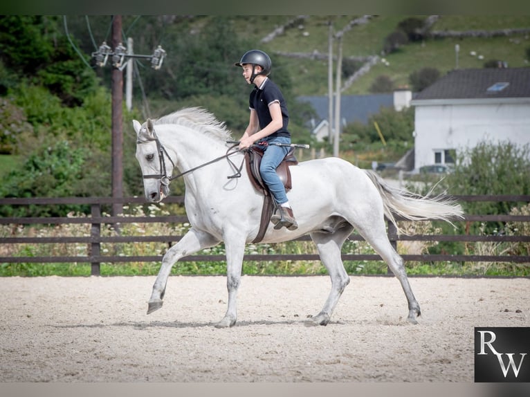 Connemara Castrone 5 Anni 158 cm Grigio in Sligo