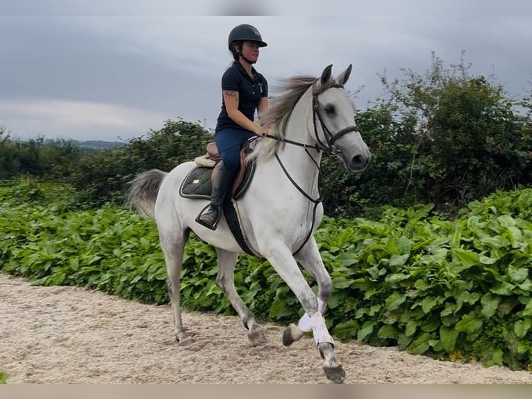 Connemara Castrone 5 Anni 158 cm Grigio in Sligo