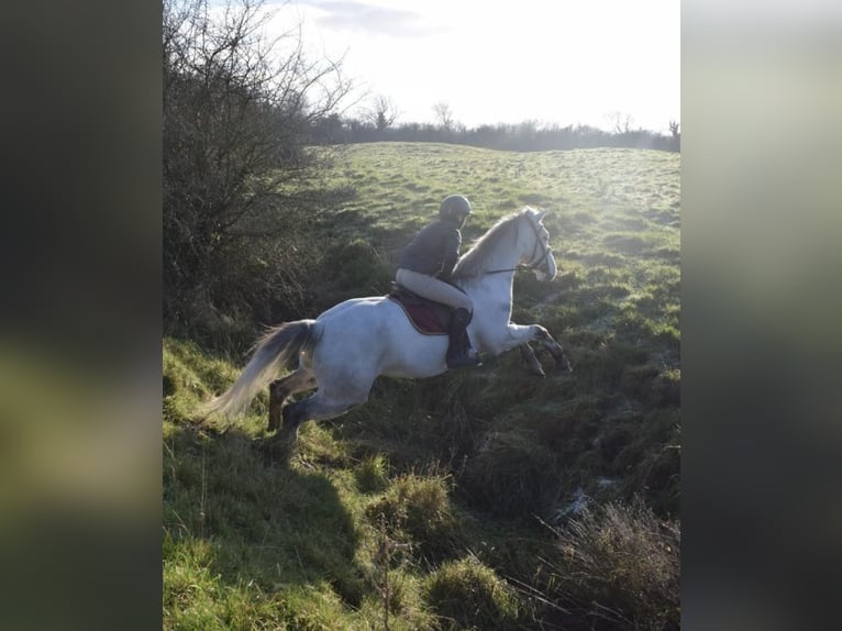 Connemara Castrone 5 Anni 158 cm Grigio in Sligo