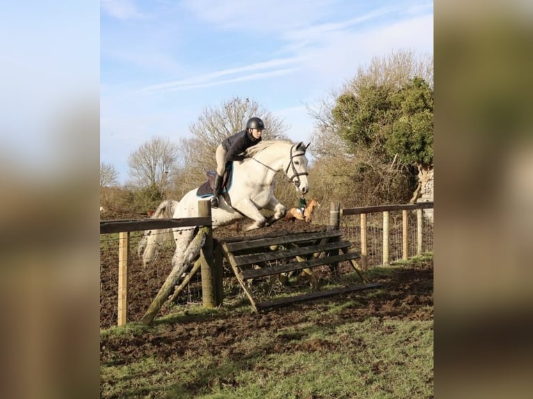 Connemara Castrone 5 Anni 158 cm Grigio in Sligo