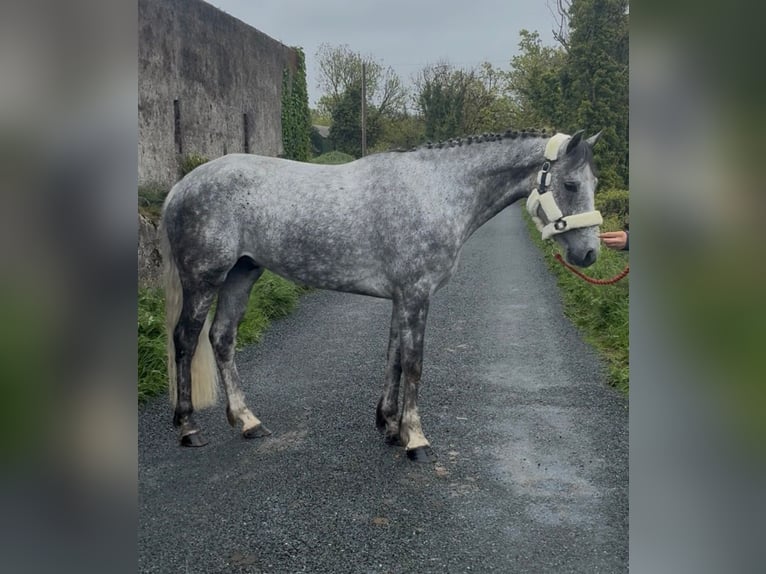 Connemara Castrone 5 Anni 158 cm Grigio pezzato in Sligo