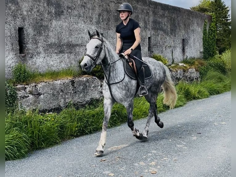 Connemara Castrone 5 Anni 158 cm Grigio pezzato in Sligo
