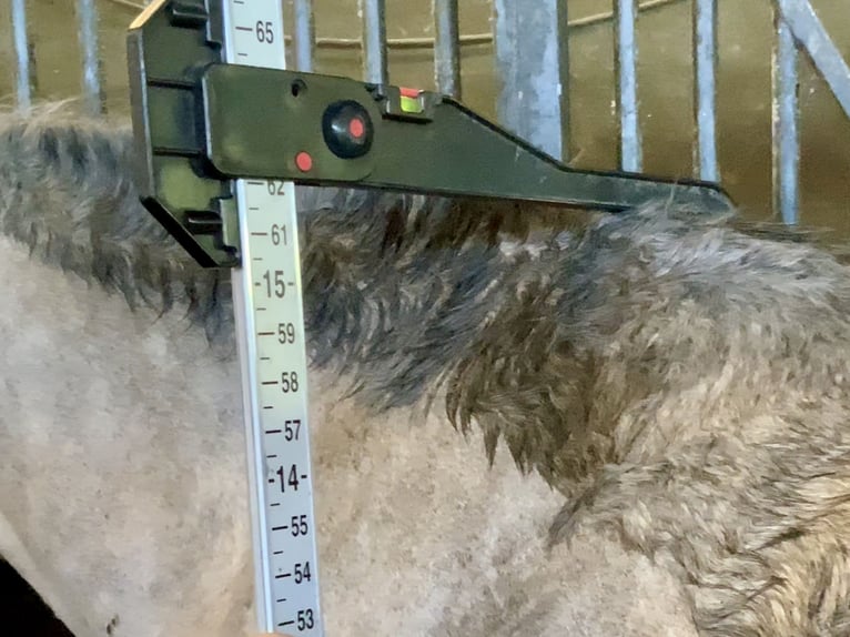 Connemara Castrone 5 Anni 158 cm Grigio pezzato in Mountrath