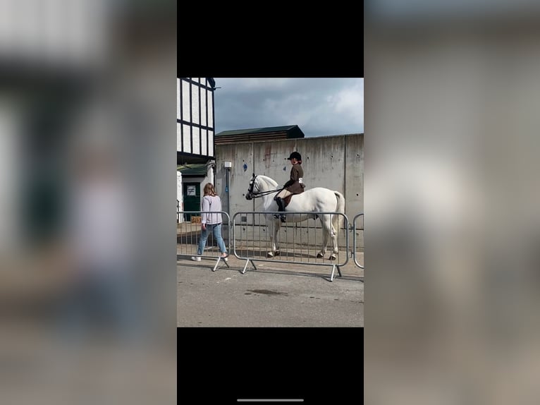 Connemara Castrone 5 Anni 160 cm Grigio in Dublin