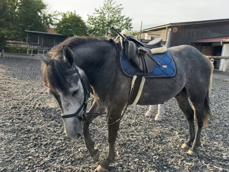 Connemara Mix Castrone 5 Anni 160 cm Grigio in Dillingen an der Donau
