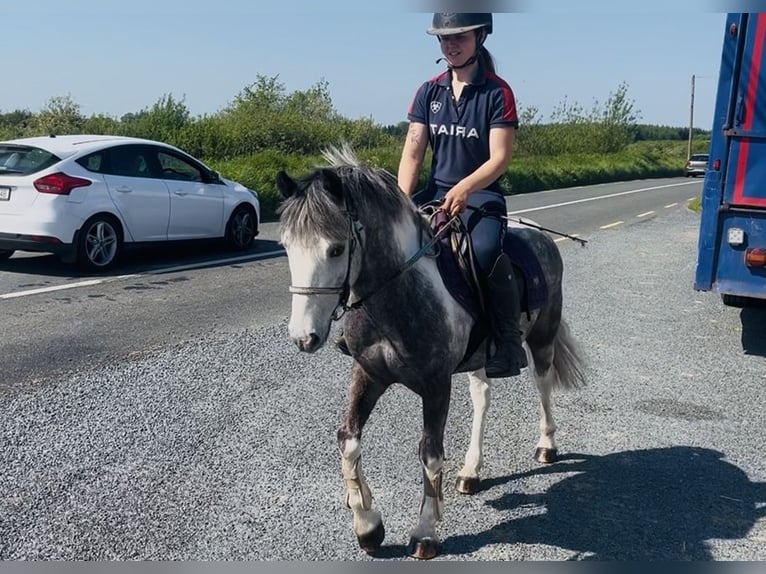 Connemara Castrone 6 Anni 128 cm Leardo in Sligo