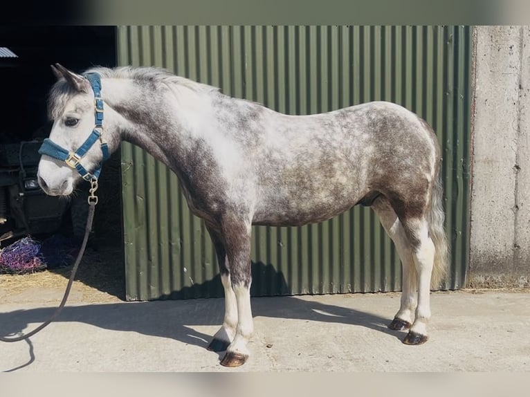 Connemara Castrone 6 Anni 128 cm Leardo in Sligo