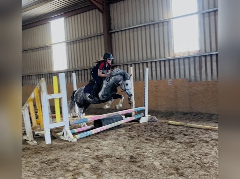 Connemara Castrone 6 Anni 128 cm Leardo in Sligo