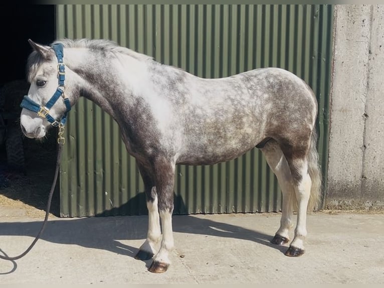 Connemara Castrone 6 Anni 128 cm Leardo in Sligo