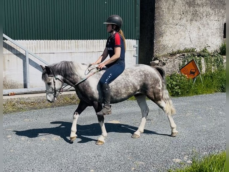 Connemara Castrone 6 Anni 128 cm Leardo in Sligo