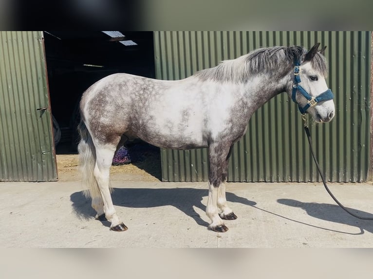 Connemara Castrone 6 Anni 128 cm Leardo in Sligo