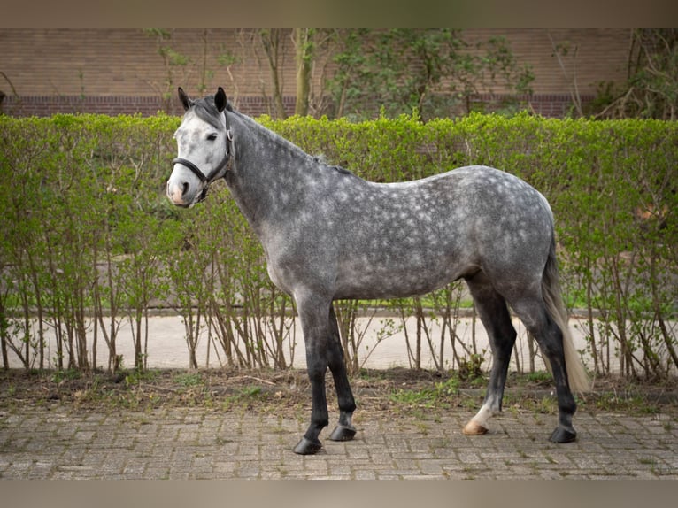 Connemara Castrone 6 Anni 142 cm Grigio pezzato in Ouderkerk, Amsterdam