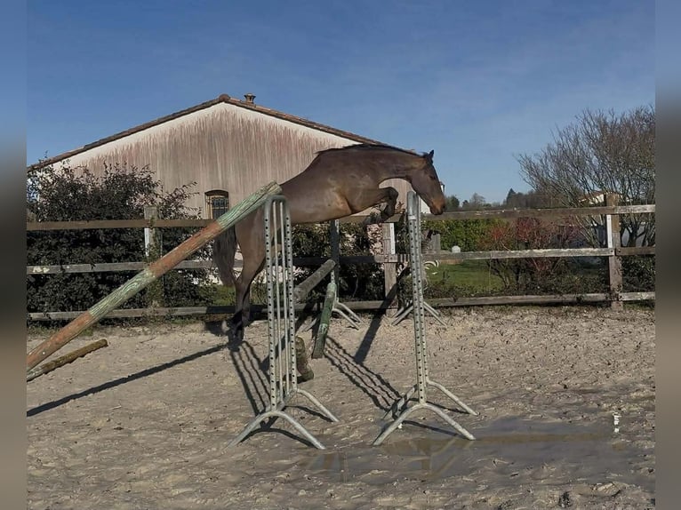 Connemara Castrone 6 Anni 143 cm Baio in La Rochefoucauld