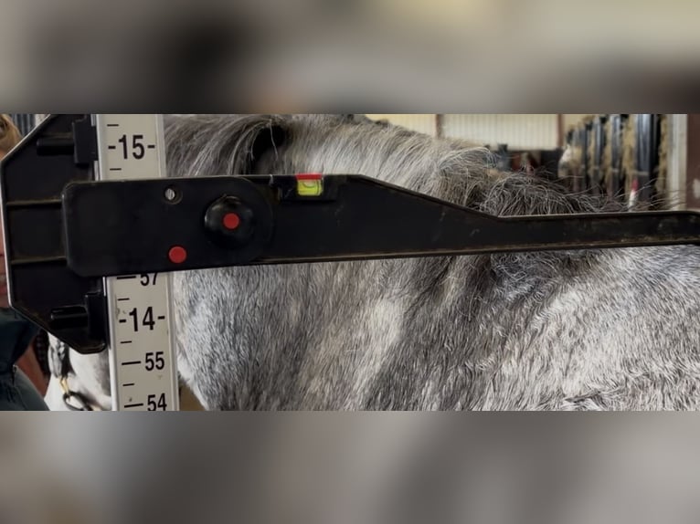 Connemara Castrone 6 Anni 145 cm Grigio pezzato in Mountrath, Co. Laois