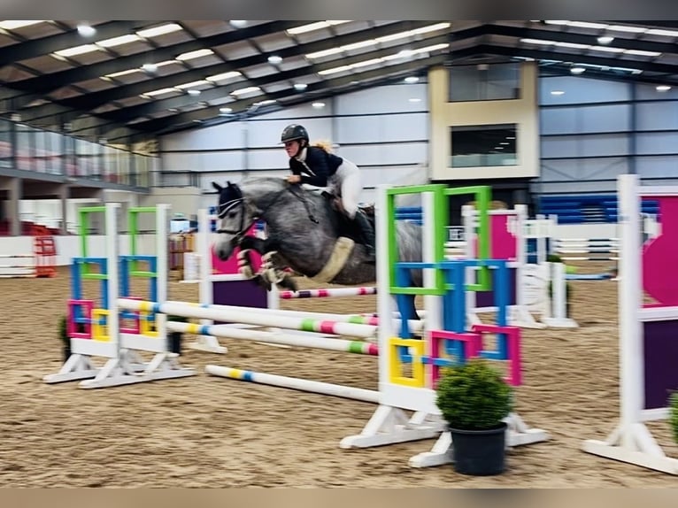 Connemara Castrone 6 Anni 145 cm Grigio pezzato in Mountrath, Co. Laois