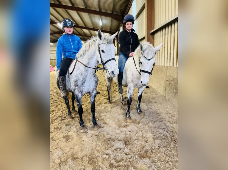 Connemara Castrone 6 Anni 147 cm Grigio in Sligo