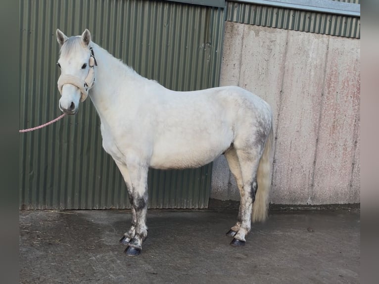 Connemara Castrone 6 Anni 147 cm Grigio in Sligo