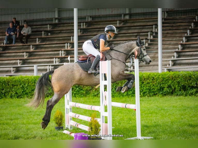Connemara Castrone 6 Anni 147 cm Grigio in Šumperk