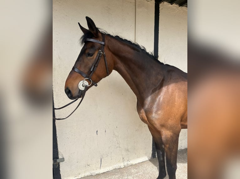 Connemara Mix Castrone 6 Anni 148 cm Baio ciliegia in Roscommon