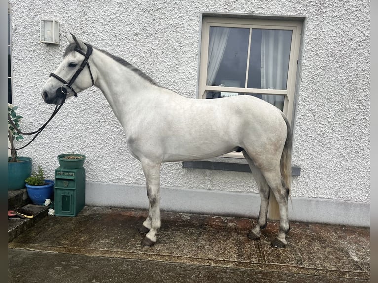 Connemara Mix Castrone 6 Anni 148 cm Baio ciliegia in Roscommon