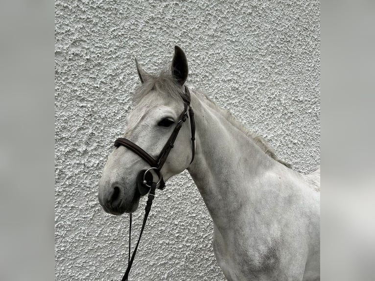 Connemara Mix Castrone 6 Anni 148 cm Baio ciliegia in Roscommon