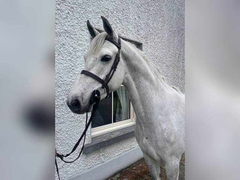 Connemara Mix Castrone 6 Anni 148 cm Baio ciliegia in Roscommon