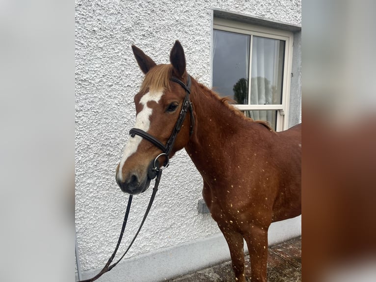 Connemara Mix Castrone 6 Anni 148 cm Baio ciliegia in Roscommon