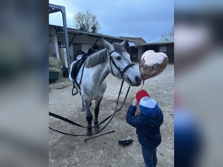 Connemara Castrone 6 Anni 148 cm Grigio in Villemer