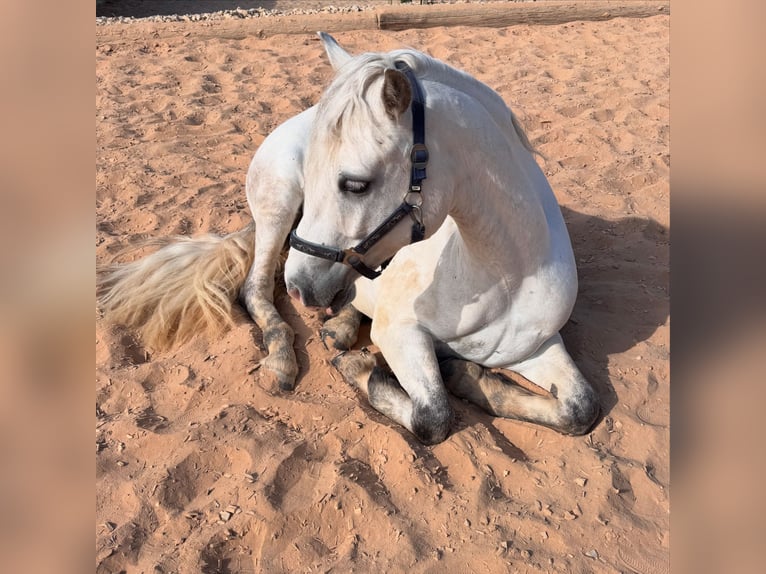 Connemara Castrone 6 Anni 148 cm Grigio in Eckersdorf