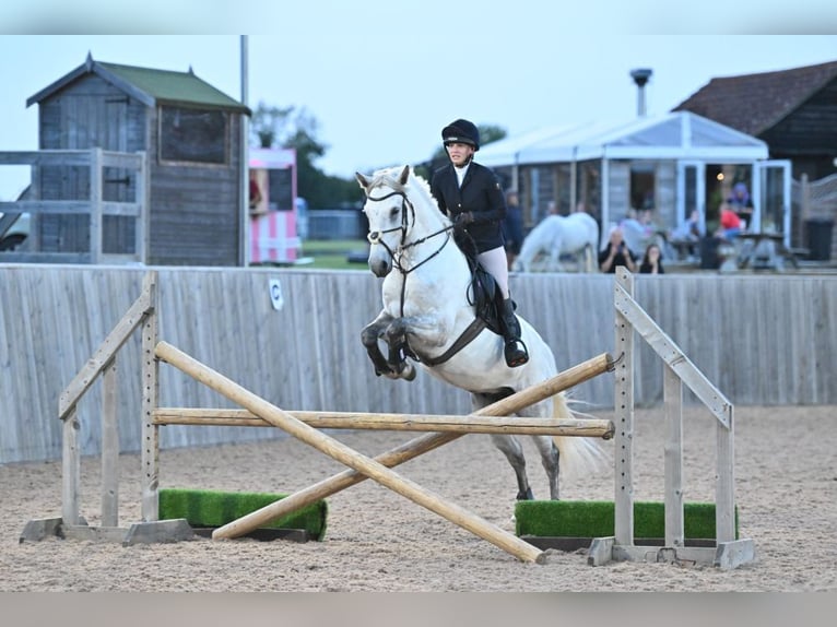 Connemara Castrone 6 Anni 154 cm Grigio pezzato in Havering-atte-Bower