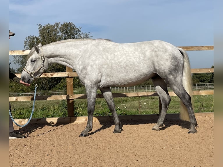 Connemara Castrone 6 Anni 154 cm Grigio pezzato in Havering-atte-Bower