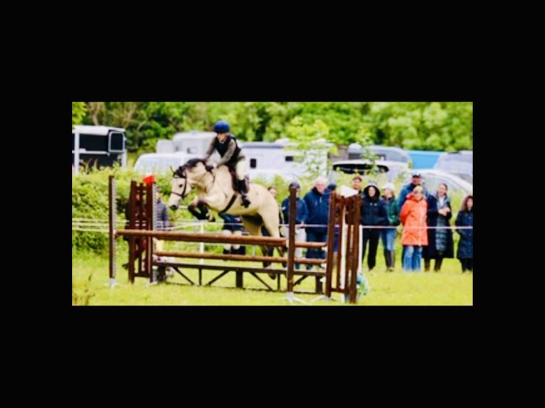 Connemara Castrone 6 Anni 155 cm Falbo in Mountrath