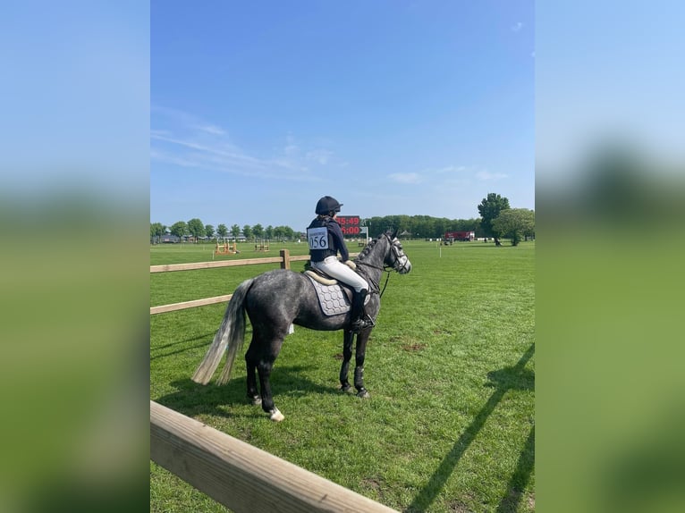 Connemara Castrone 7 Anni 142 cm Grigio in ouderkerk aan de amstel