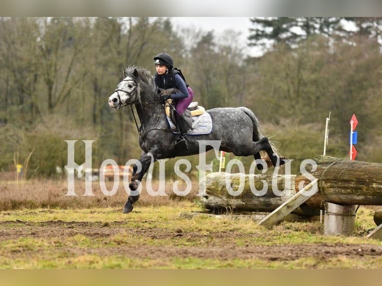 Connemara Castrone 7 Anni 142 cm Grigio pezzato in Ouderkerk aan de Amstel