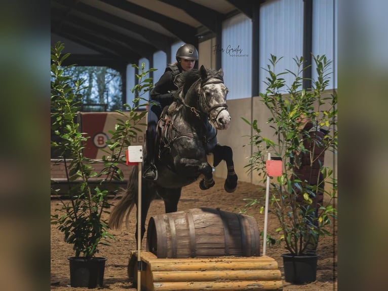 Connemara Castrone 7 Anni 142 cm Grigio pezzato in Ouderkerk aan de Amstel